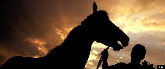 Horse Attack