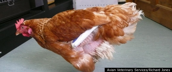 Bionic Chicken