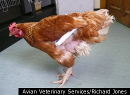 Are You A Mother Hen?