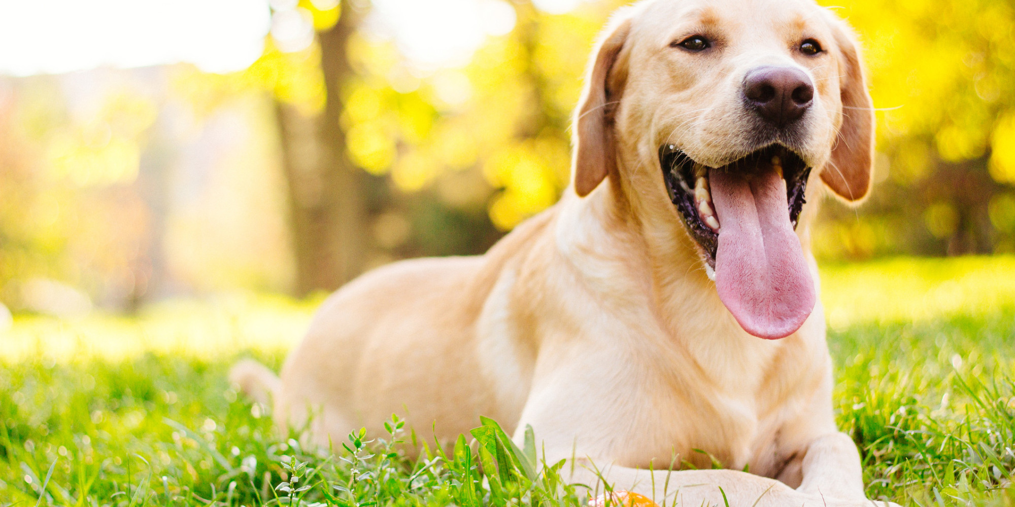 Obama Signs Executive Order Closing Animal Cruelty Loophole On U S