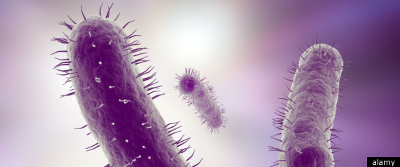 Gut Bacteria Different In Autistic Children
