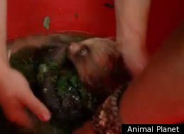 Baby Sloth Bath Time!