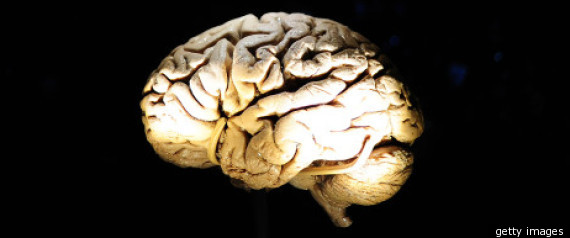 Human Brain