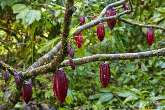 fruto chocolate