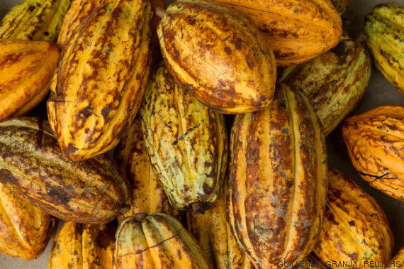 fruto chocolate