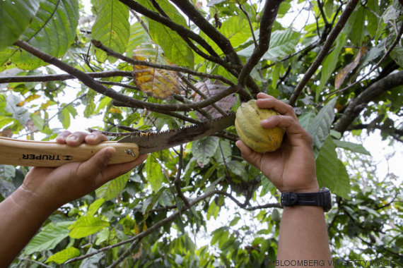 fruto chocolate