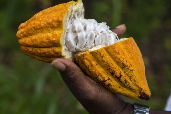 fruto cacao