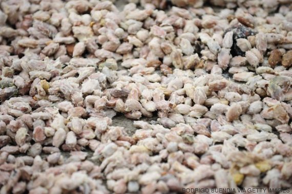 semillas cacao