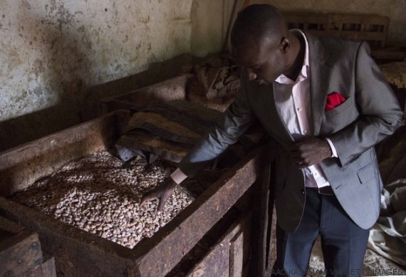 cacao