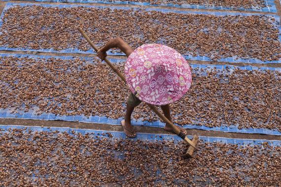 semillas cacao
