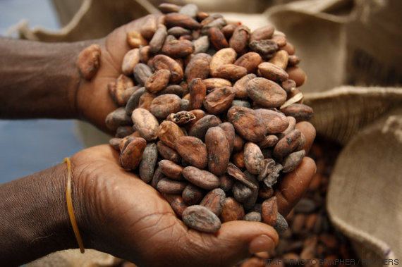 semillas cacao