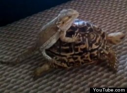 Bearded Dragon Riding A Leopard Tortoise, Anyone? (video)