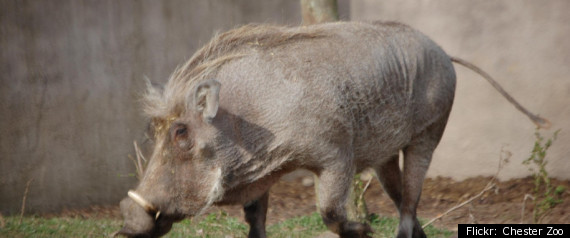 Wild Hog Civil War