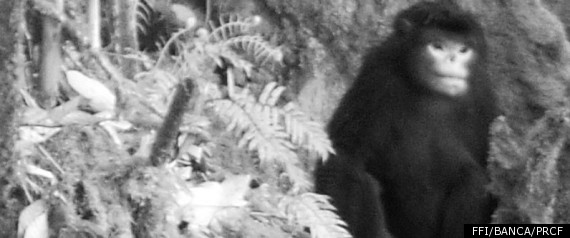 Myanmar Monkey Hi Res2