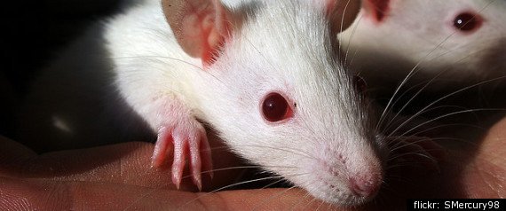 Rat