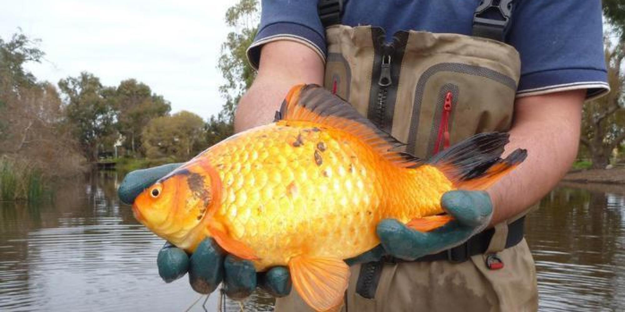 I pesci rossi buttati nei fiumi e nei laghi crescono e for Razze di pesci rossi