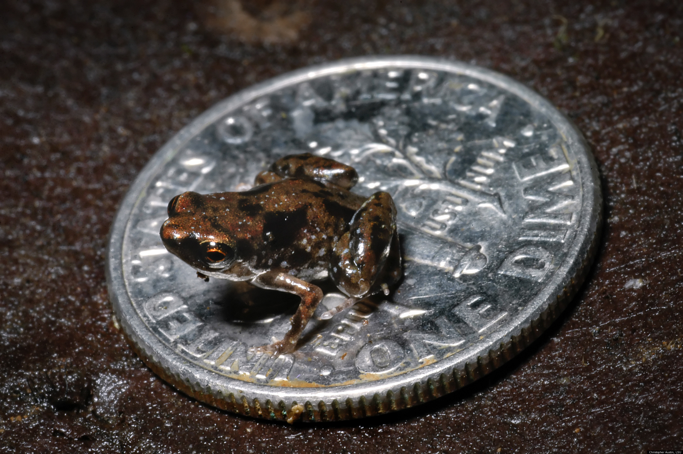 http://i.huffpost.com/gen/462727/PAEDOPHRYNE-AMAUENSIS-FROG-NEW-GUINEA.jpg