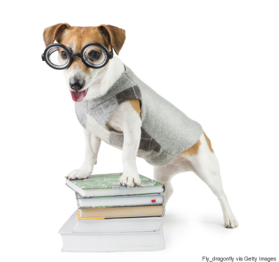 scientist dog