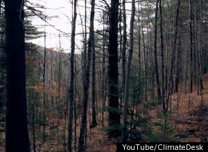 Are Maple Trees Going Extinct?