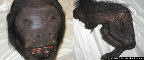 Bushmeat