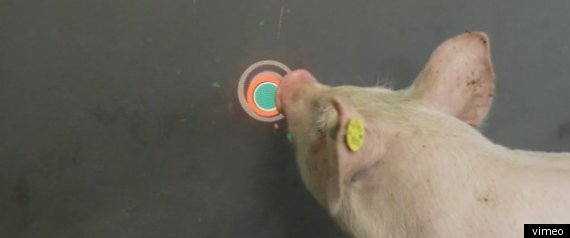 Pig Chase