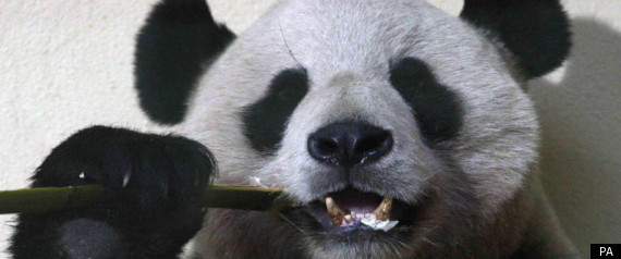 Panda Ill