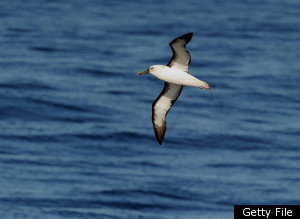 Http://i.huffpost.com/gen/464141/thumbs/salbatrossoceanbirdlarge300.jpg