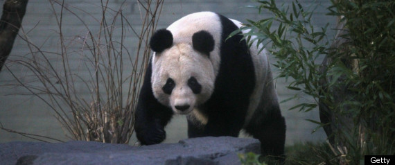 Panda Edinburgh Zoo