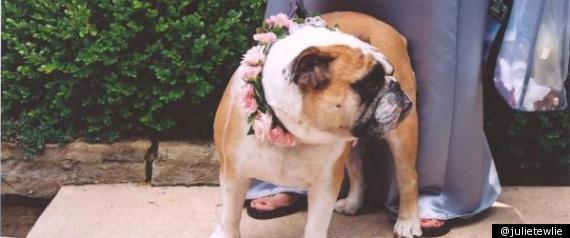 Dogs At Weddings