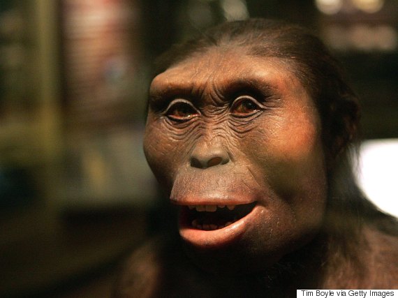 australopithecus afarensis
