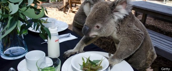 Koalas