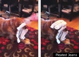 WATCH: Dog Breaks Sock Catching Record