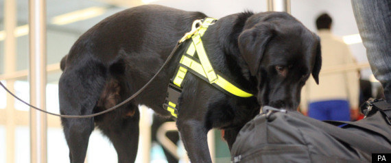Sniffer Dog Olympic Security