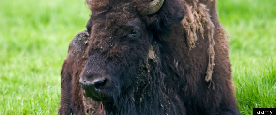 Bison