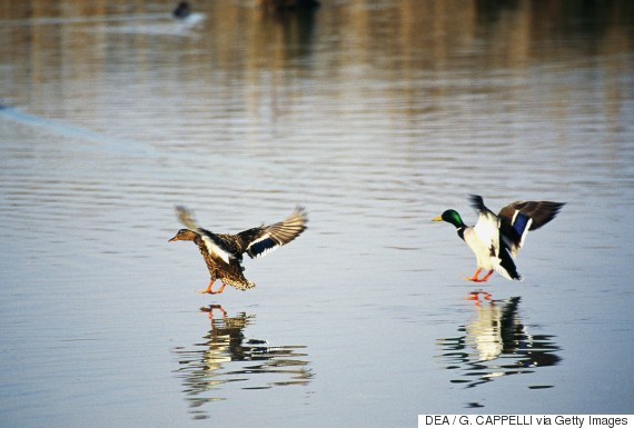pond nature duck