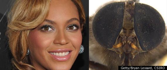 Beyonce Fly