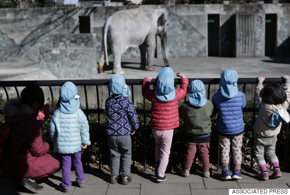 hanako elephant