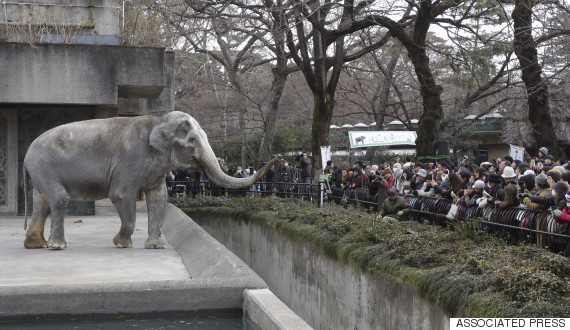 hanako elephant