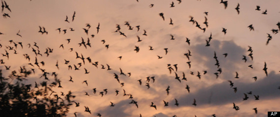 Bats