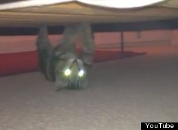 WATCH: Kitten Defies Gravity