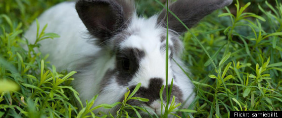 Rabbits Stolen