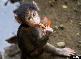 The Week's Best Animal Photos