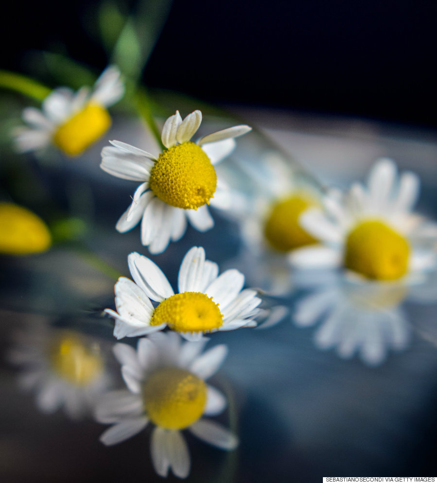 old daisies