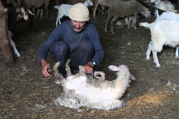 turkey