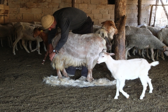 turkey