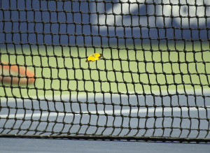 Papillon Andy Murray Us Open
