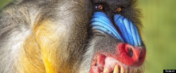 Angry Baboon