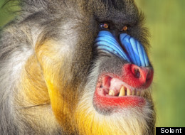 s-ANGRY-BABOON-large.jpg