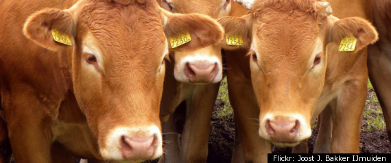 Cow Dung Drug Money