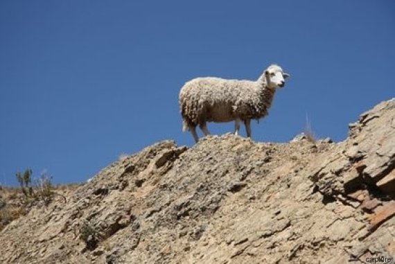 mouton